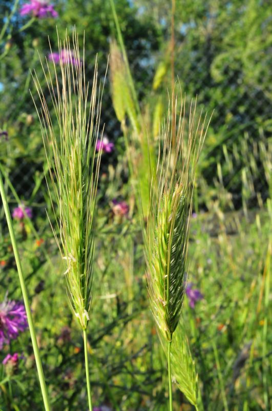 Dasypyrum villosum + Hordeum sp., Poaceae